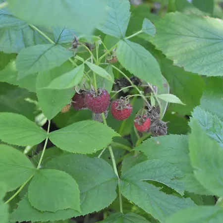 Amal Grand Villa Bihać